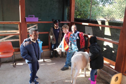 On October the 12th 2016 the children from Mull visited Kentish Town City Farm. Here we met the animals, planted Mexican Hat Plants and even created fun cards using real sheep wool!