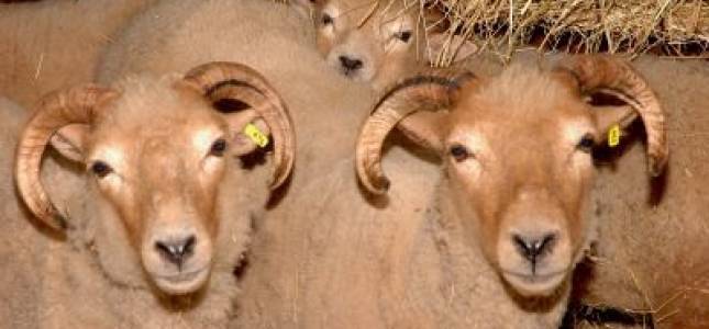 farm-sheep